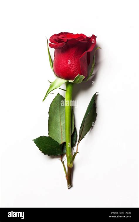 Flowers Single Red Rose Isolated On White Background Stock Photo