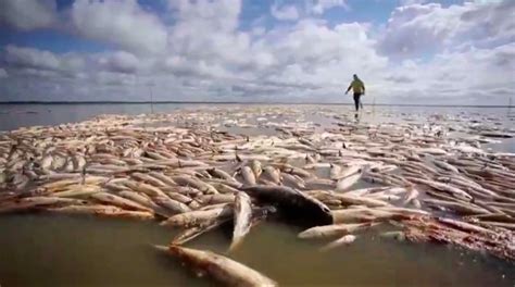 Aparecen Toneladas De Peces Muertos En El Amazonas Por Culpa De La Sequ A