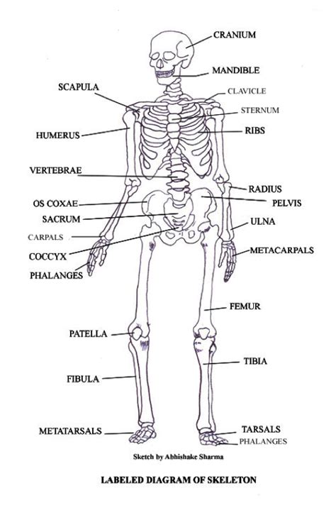 Skeletal System Drawing At Paintingvalley Explore Collection Of