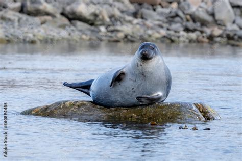 Bearded Seal In The Arctic Svalbard Norway Bearded Seals Are The