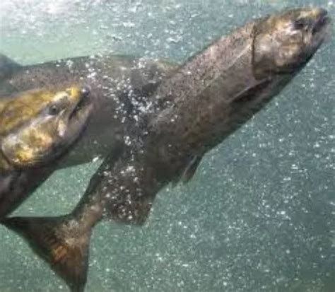 Fall Chinook Harvest To Be Allowed In The Snake River KOZE