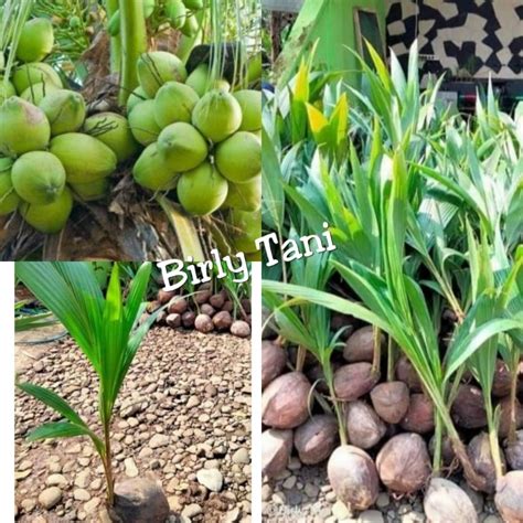 Jual Bibit Pohon Kelapa Cikal Hibrida Shopee Indonesia