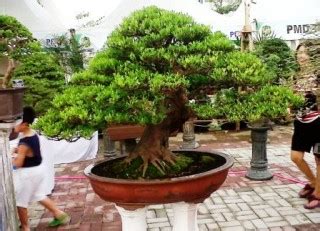 Ini Dia Pohon Bonsai Seharga Rp 1 2 Miliar Tribun Medan