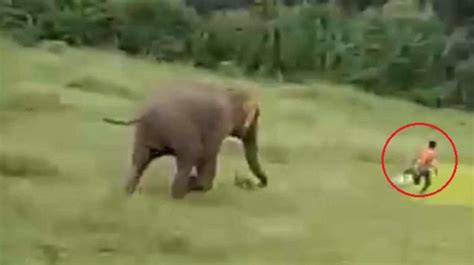 Video Elefante Pisotea A Un Ni O Hasta La Muerte