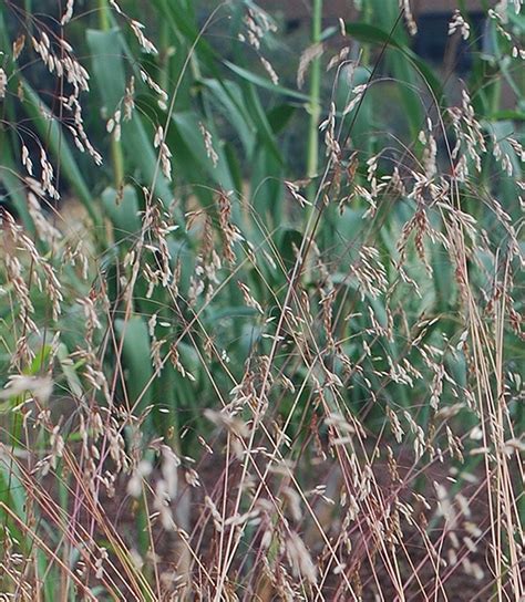 Deschampsia flexuosa: Perennial Market