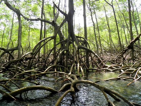 Restoration Archives Mangrove Action Project