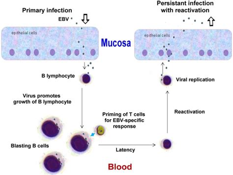 Schematic Diagram Of Ebv Replication Cycle As An Example Of A Typical