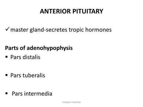 Pituitary Gland Anatomy Endocrine System Ppt