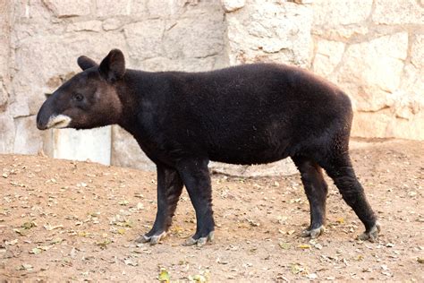 Cofan the mountain tapir recovering from kidney removal surgery