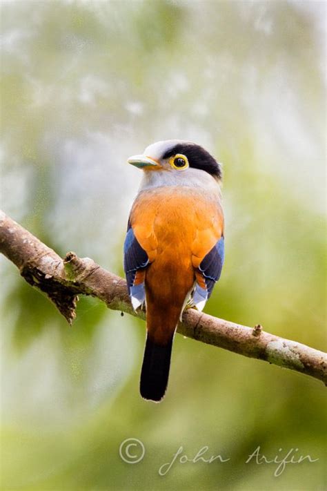 Photographing Birds Of Frasers Hill West Malaysia