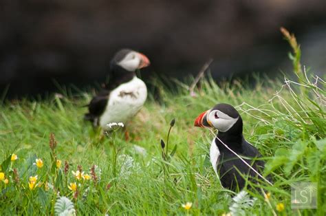 Puffins in Scotland: our favourite puffin pictures from Staffa Island ...