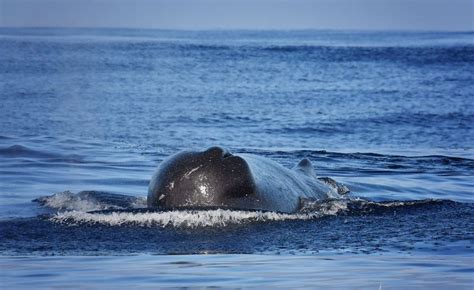 Desde Calheta Excursi N En Barco Para Avistar Ballenas Y Delfines En