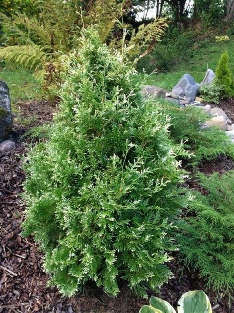 Thuja Occidentalis Smaragd Variegata