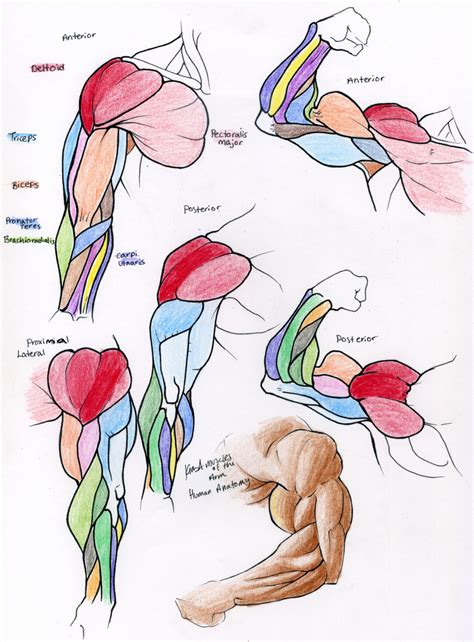 Muscles Of The Arm Drawing