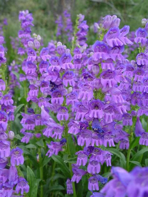 Rocky Mountain Penstemon Rocky Mountain Beardtongue Seeds Native