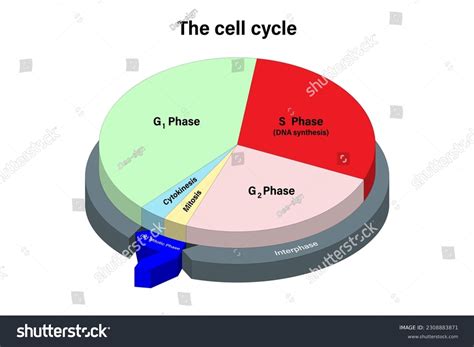 Interphase Mitosis Cell