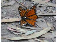 Ellwood Butterfly Preserve and Beach Fun Maps