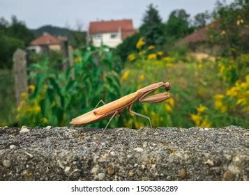 38 Manting Park Images, Stock Photos & Vectors | Shutterstock