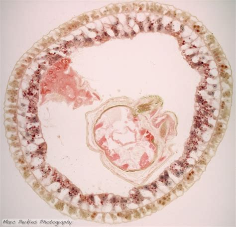 Hydra Cross Section Marc Perkins Photography