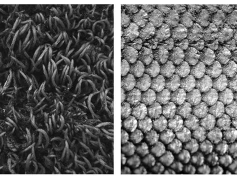 Biomimesis on Behance