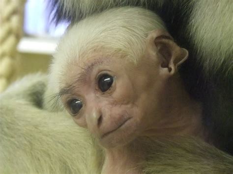 Baby Pileated Gibbon at Twycross, 28/11/10 - ZooChat
