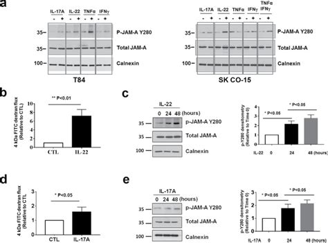 Role Of Jam A Tyrosine Phosphorylation In Epithelial Barrier