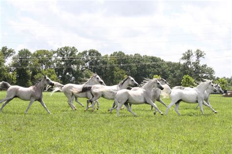 Cavalia Odysseo’s Performers Dance Into Nashville [Preview] - Nashville ...