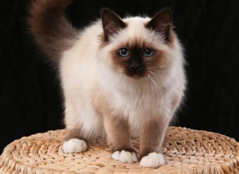 Birman Cat Breed Characteristics Pettime