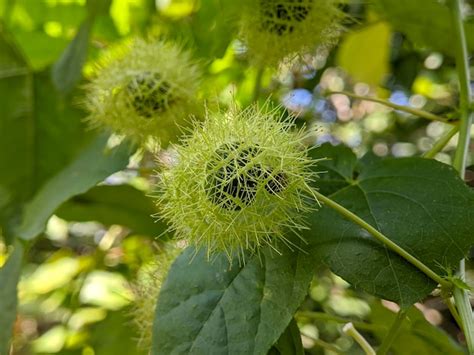 Premium Photo | Closeup of passiflora foetida plant at the garden