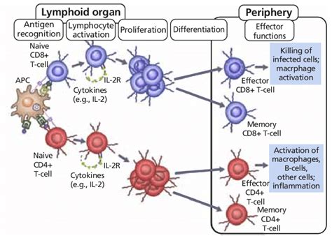 T Cell Activation Proliferation And Differentiation After Antigen