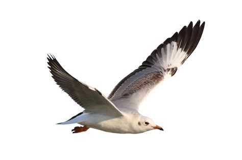 Hermosa Gaviota Volando Aislado Sobre Fondo Blanco Foto Premium