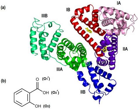 A Secondary Structure Of Human Serum Albumin Hsa Pdb Code 2i30