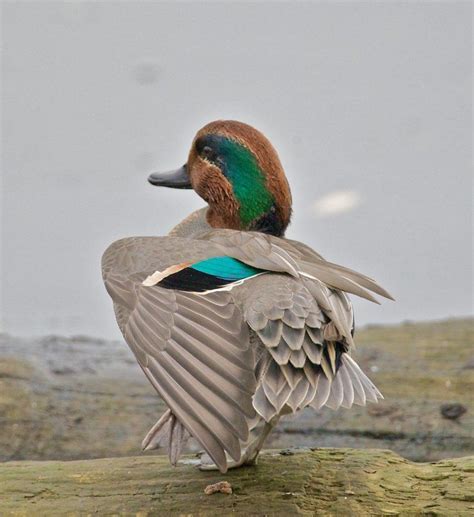 Green-winged Teal male | Teal duck, Waterfowl taxidermy, Bird pictures