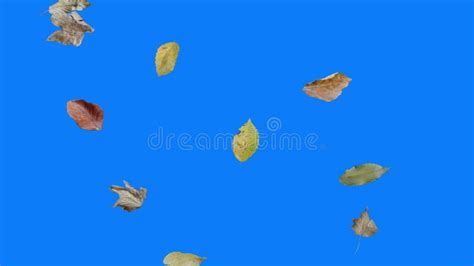Falling Autumn Leaves Realistic Animation On Blue Screen Stock Footage