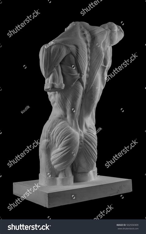 Plaster Statue Naked Man Torso Anatomical Stock Photo Shutterstock