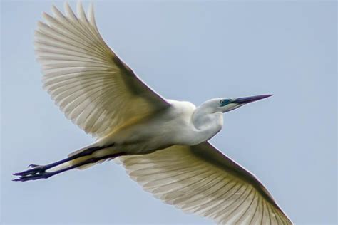 White Heron Sanctuary Tours Viewing The Breeding Colonies