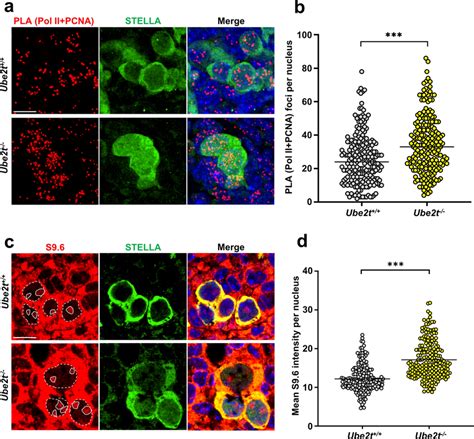 Loss Of Ube T Leads To R Loop And Trc Accumulation In Pgcs A B