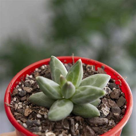 Pachyphytum Compactum