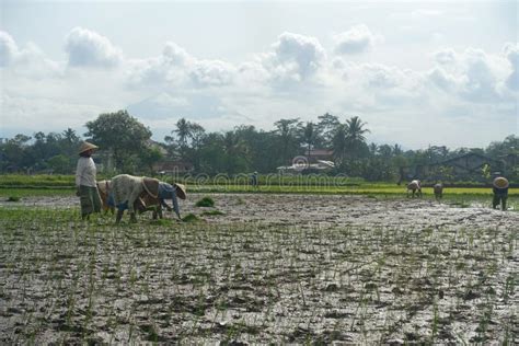 Picture Group Of Farmer Planting Rice On The Rice Fields This Activity Called Tandur In