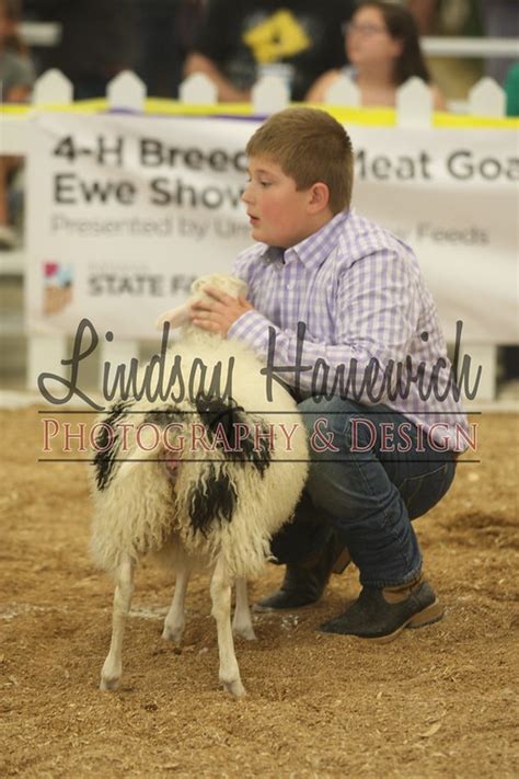 H Breeding Sheep Lindsay Hanewich Photography And Design