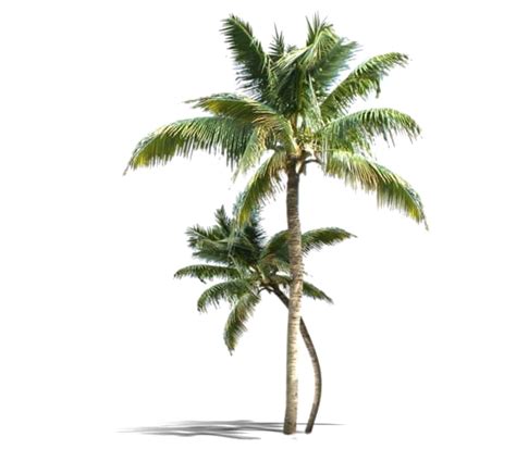 Beach Coconut Tree Png Transparent Images