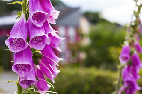 beautiful foxglove in the garden - Photo #4361 - motosha | Free Stock ...