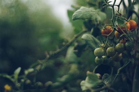 8000 Free Tomatoes And Food Images Pixabay