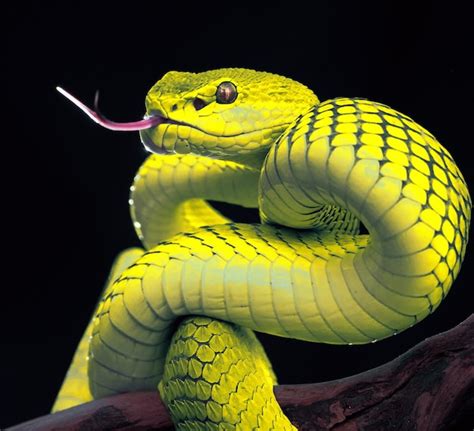 Premium Photo | Yellow viper snake in close up