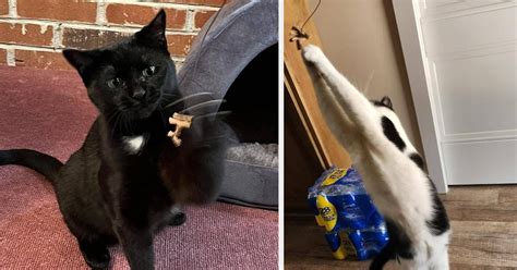 This $4 Cat Toy Is 'Worth Its Weight In Gold' — And Behaviorists Say ...