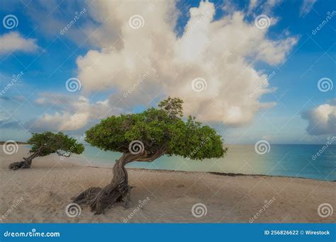Divi Divi Trees Libidibia Coriaria On The Shore Bent Towards The