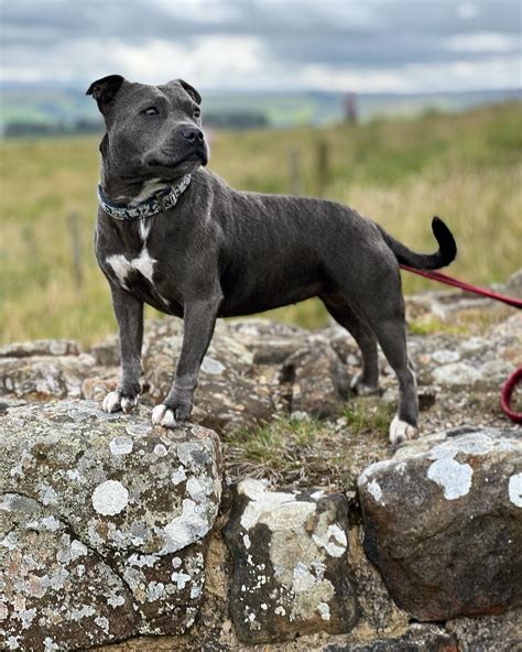 Vets provide an explanation of where to buy a cat 17