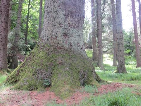 Specimen Sitka Spruce Richard Webb Cc By Sa 2 0 Geograph Britain