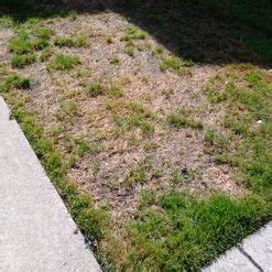 How To Treat St Augustine Grass Fungus Get Rid Of Brown Patches In Lawn