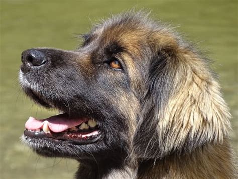 Top 10 Largest Dog Breeds In The World - The Mysterious World